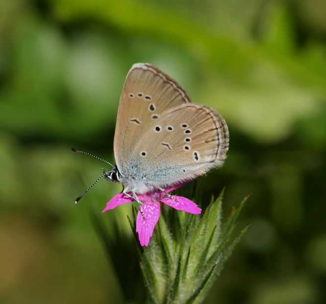 Cyaniris semiargius